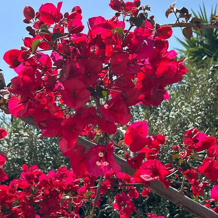 Casa Myrtillo - Scandinavian Style Apartman